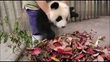 没有亲亲，抱抱，举高高，仔仔就要捣乱，太逗了