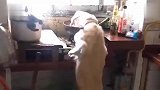 狗：我刚才瞎说的，你别听我吹