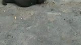 黄猫：打死我都不会放过你的，你等着！
