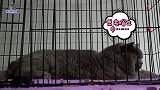 全网最多情的二哈猫，守着新来胖公猫旁各种妖娆，主人直呼受不了