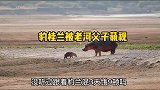 花豹要偷袭小河马，大河马就在身边，不敢下口