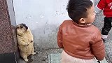 俩小孩将土拨鼠逼到墙角，土拨鼠吓得瑟瑟发抖