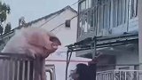 堂堂大天蓬被打脸了啊