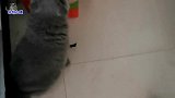 儿子突然捡回一只小流浪猫，女主人顿时手忙脚乱，越看小猫越眼熟