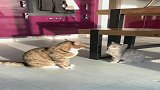没想到小猫咪先动手了，大猫不要面子的吗