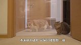 主人隔着透明墙吃炸鸡，喵星人馋坏了，下一秒忍住别笑