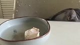 馋猫想吃肉但不敢，表演自我欺骗式吃肉