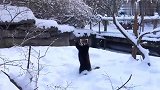 可爱的小熊猫在雪地里玩耍，超萌啊