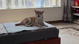它怎么能这么优雅啊!