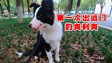 狗狗过年一日游，一路上就看狗子升级打怪，它开心不得了