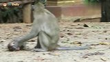 猴妈看到小猴被坏猴子欺负，马上过来保护小猴