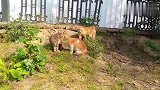 橘猫挑衅同伴，一旁还有一只大肥猫观战