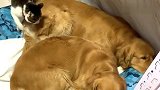 主人让金毛去窝里睡觉，这家伙把猫咪压的一声惨叫，结局却很暖心