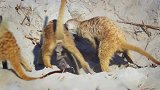 吃毒物长大的精灵：狐獴，仅30cm身长，从不把眼镜蛇放在眼里