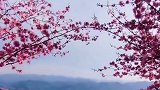 满眼都是花！商洛 金凤山 红叶红梅绚丽开放