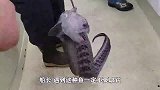 遇到这种鱼一定不要取钩，剪了线赶紧放回水里！千万别碰很危险！