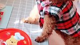 小丫头也知道照镜子臭美