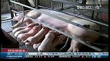 全国猪肉价格继续反弹