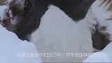 企鹅被冻死，可怜天下父母心，企鹅父母的举动使人潸然泪下