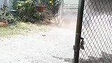 中华田园犬隔着围栏骂你，显得更有气势