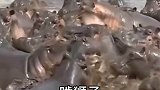 动物圈的瘟疫｜河马炭疽热