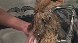 主人给猫咪洗澡却被它凶，主人无奈表示，小朋友洗澡不可以说脏话