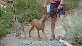 豹子偷袭狗狗,不料狗狗的反应直接吓到豹子,镜头拍下搞笑一幕