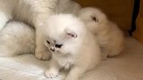 小萌猫一脸凶相，主人摸了它几下后，马上就变脸了