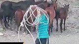 新疆牧场长大的小朋友，套马动作如行云流水