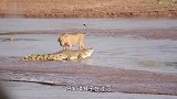 狮子游泳过河，途中突然窜出一只鳄鱼猛咬！游到对岸后画面太惨了