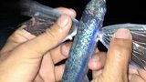 福建市民捕获怪鱼长6条腿和蜻蜓翅膀