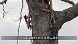 猴子树上挑衅花豹，花豹窜上树抓住猴子，网友：不作死就不会死
