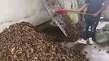 蘑菇太多都花眼了！好蘑菇都是人工选出来的！价格也真是不一样！
