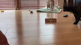 两只可爱的斗牛犬狗狗,这吃东西都这么同步的