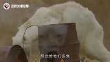 为何不能给即将饿死的北极熊投食，看完恍然大悟
