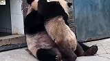 有一种收拾叫你妈打你不讲道理，熊猫宝宝太惨了，场面笑爆了