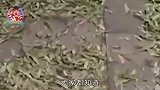 故宫一个厕所都没，上万人方便怎么解决，看完佩服古人的智慧