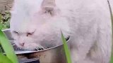 据说在流浪猫中毛色越多的越受欢迎，像这种纯白的经常被打
