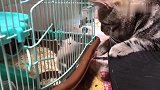 猫咪盯着笼子里的小仓鼠看，是主人买回来送给我的吗，挺可爱的
