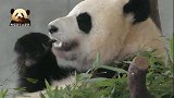 熊猫宝宝彩浜的超萌侧脸杀，可爱到极点