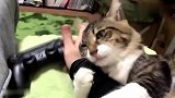 你把胳膊给它不就完事这小猫咪太可爱了！