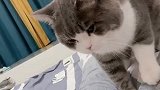 这猫会扒拉人？