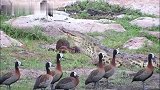 鳄鱼进食：找准位置，一口吞下大鲶鱼