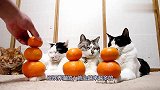 主人把橘子放猫爪子上，这家伙都看神了，猫咪：马上给我拿着滚蛋
