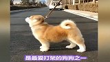 狗界打架王