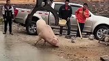硬核抓猪现场，村民用挖掘机抓猪似抓娃娃，这就是传说中的吓“屎”了