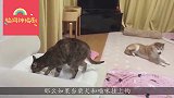 猫狗大战，猫咪眼神杀，要出狗命