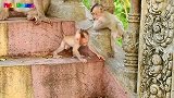小猴子和艾伯特玩得不亦乐乎，艾伯特每次都栽在它手里，惹不起！