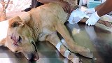 受伤流浪狗在街边被救，小家伙不停对人类摇尾巴感谢，场面感动！