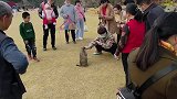 见多了遛猫遛狗，快看看遛土拨鼠吧2021新春日记 爱宠治愈季
